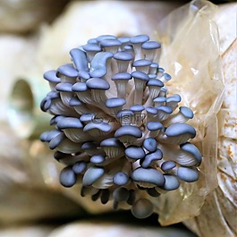 蘑菇,菌類,自然