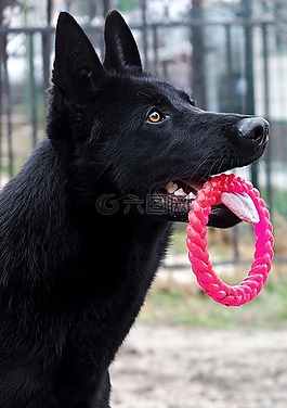 黑的德國牧羊犬,狗,縱向