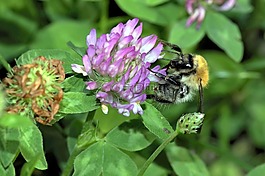 熊蜂,昆蟲(chóng),授粉