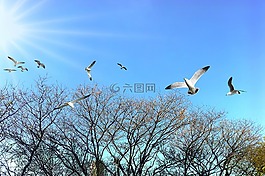 鳥,鳥類,熱帶鳥類