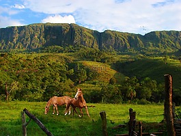 山,塞拉,植被