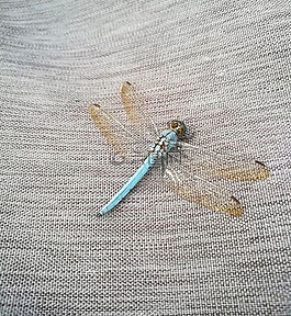 蜻蜓,昆蟲,飛