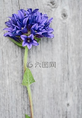 花,紫色,木材
