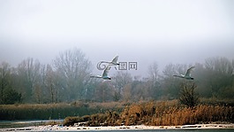 景觀,冬天,天鵝