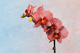 花,鮮花,蘭花