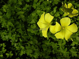花,黃色,黃