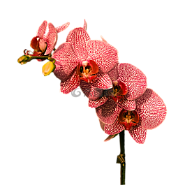 花,鮮花,蘭花