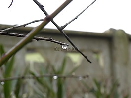 拖放,滴雨,分支機(jī)構(gòu)