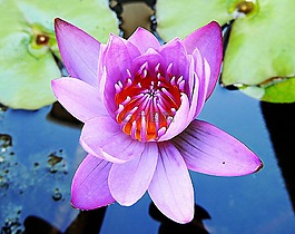 睡蓮,水,花