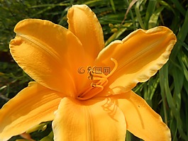 花,草,性質(zhì)