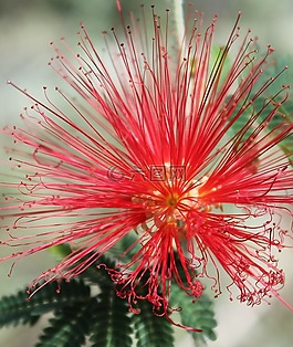 红色的花,充满活力,盛开