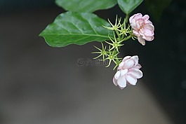 花卉,茉莉,植物