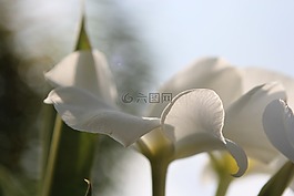 白,花,特寫