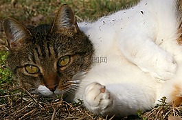 猫,爪子,眼睛