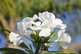 白,花,盛開