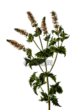 枝杈,花的,花
