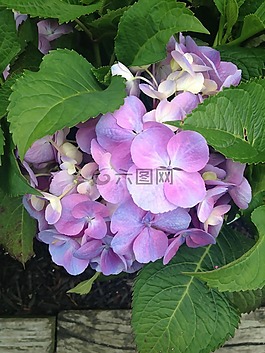 紫色,紫罗兰色,鲜花
