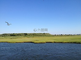 沼泽地,湿地,自然