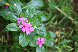 粉紅色,花,palakkad
