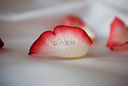玫瑰,白色,花瓣