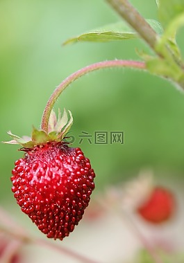 草莓,花園,廠