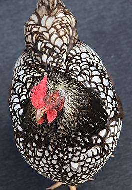 鳥,自然,動物