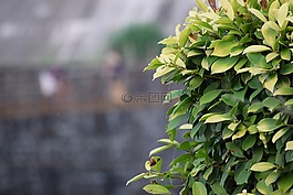 綠色,葉,7711