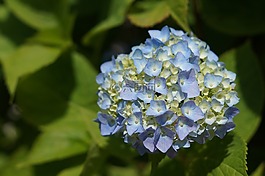 繡球,鮮花,花