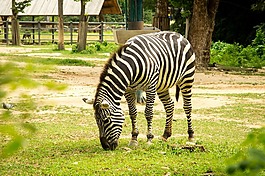 斑馬,動物