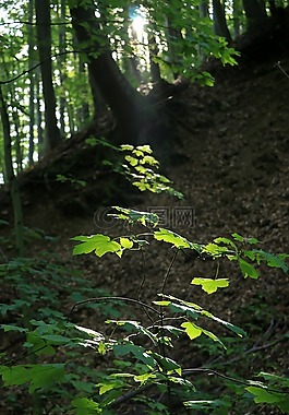 木,性質,葉植物