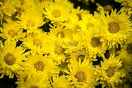菊花,黄色,鲜花