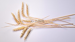 耳,糧食,玉米棒