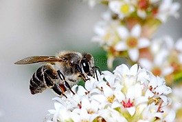 自然,花,蜜蜂