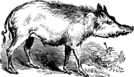 動(dòng)物,農(nóng)場(chǎng),農(nóng)家