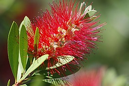 自然,植物區(qū)系,花