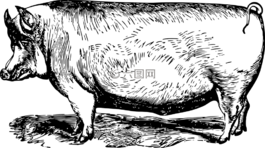 動(dòng)物,農(nóng)場(chǎng),農(nóng)家