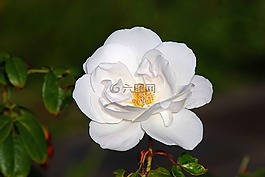 花,植物區(qū)系,自然