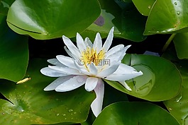 荷花,花,性質(zhì)