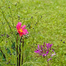 宇宙,鮮花,花園