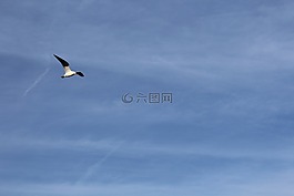 海鷗,藍(lán)色,天空