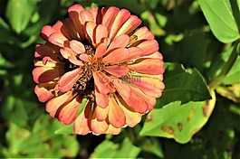 花,锈,橙色