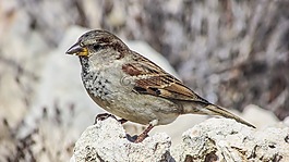 自然,鳥,野生動物