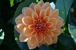 嬌琴紗,開花,橙