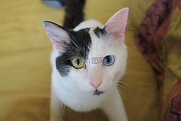 奇数眼睛,猫,黑