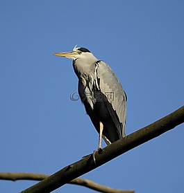 蒼鷺,鳥,動物