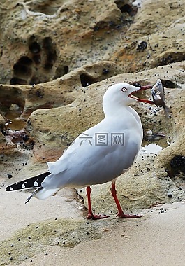 鳥,自然,海