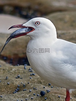 鳥,自然,海