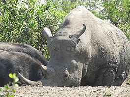 犀牛,南非,赫卢赫卢韦