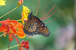 昆蟲,蝴蝶,橙花