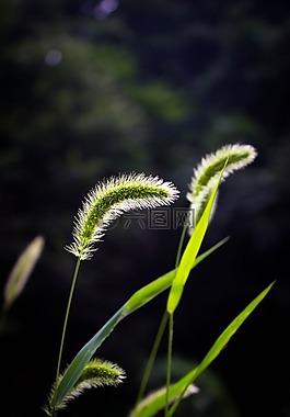 草,毛毛草,狗尾巴草